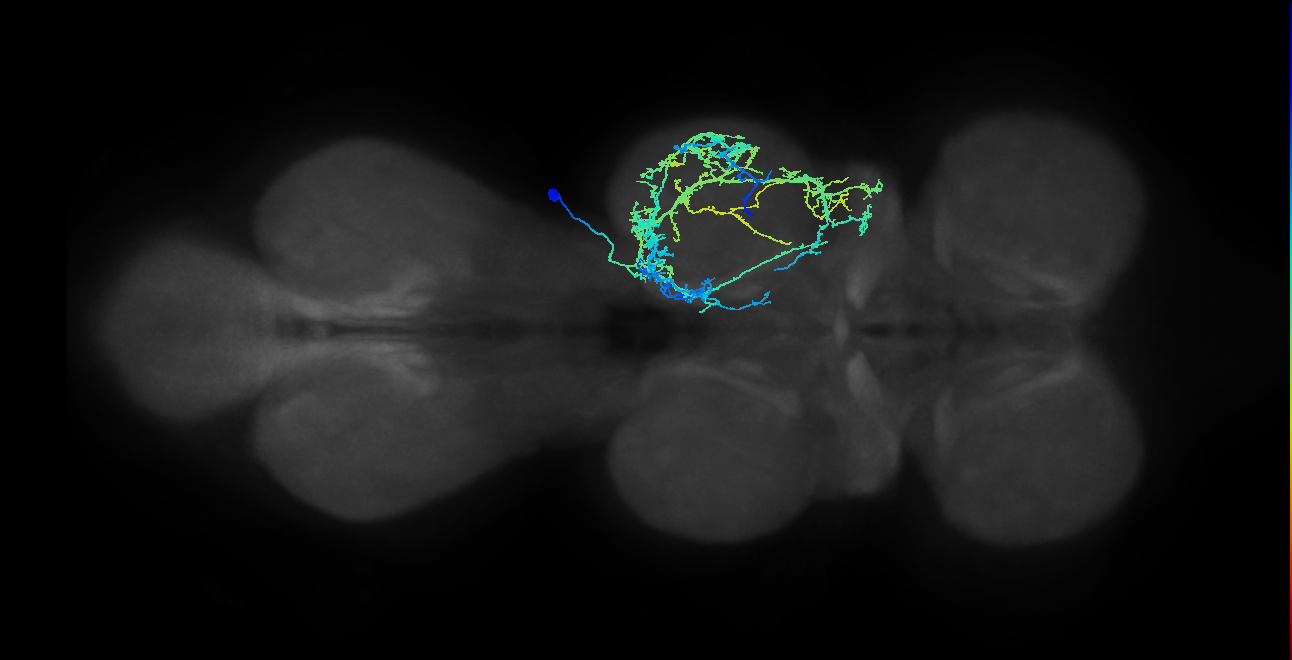 IN03A009_T2_R (MANC:15242)