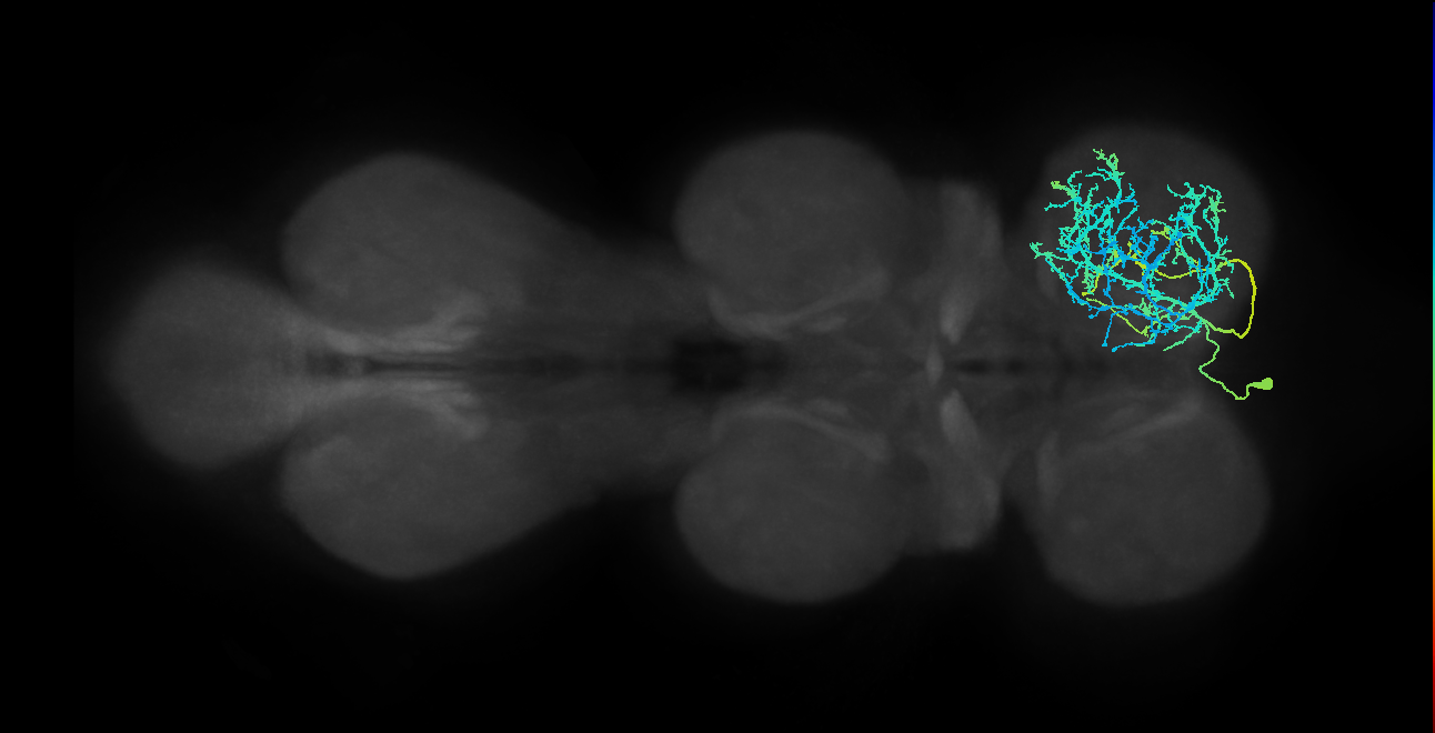 IN01A032_T1_L (MANC:15273)