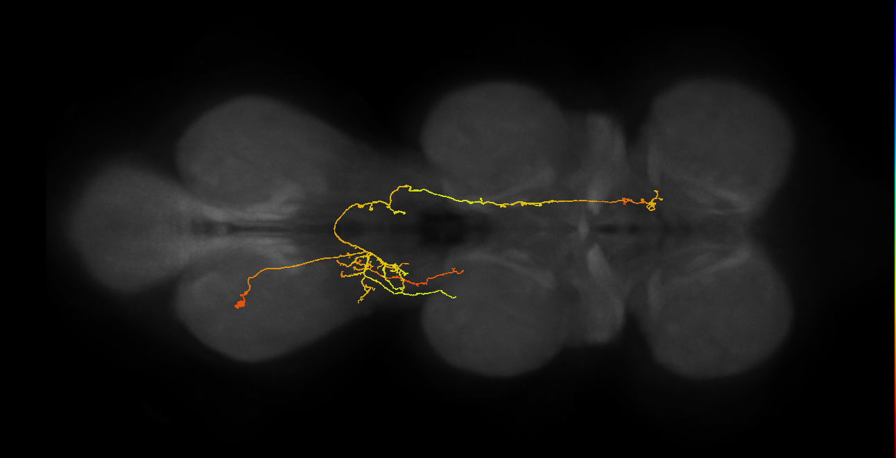 IN07B062_A1_L (MANC:15294)