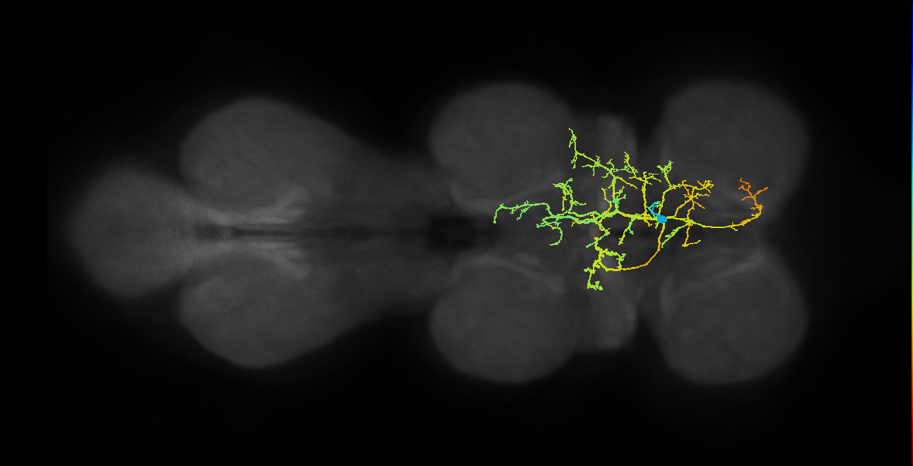 IN06B055_T1_R (MANC:15308)