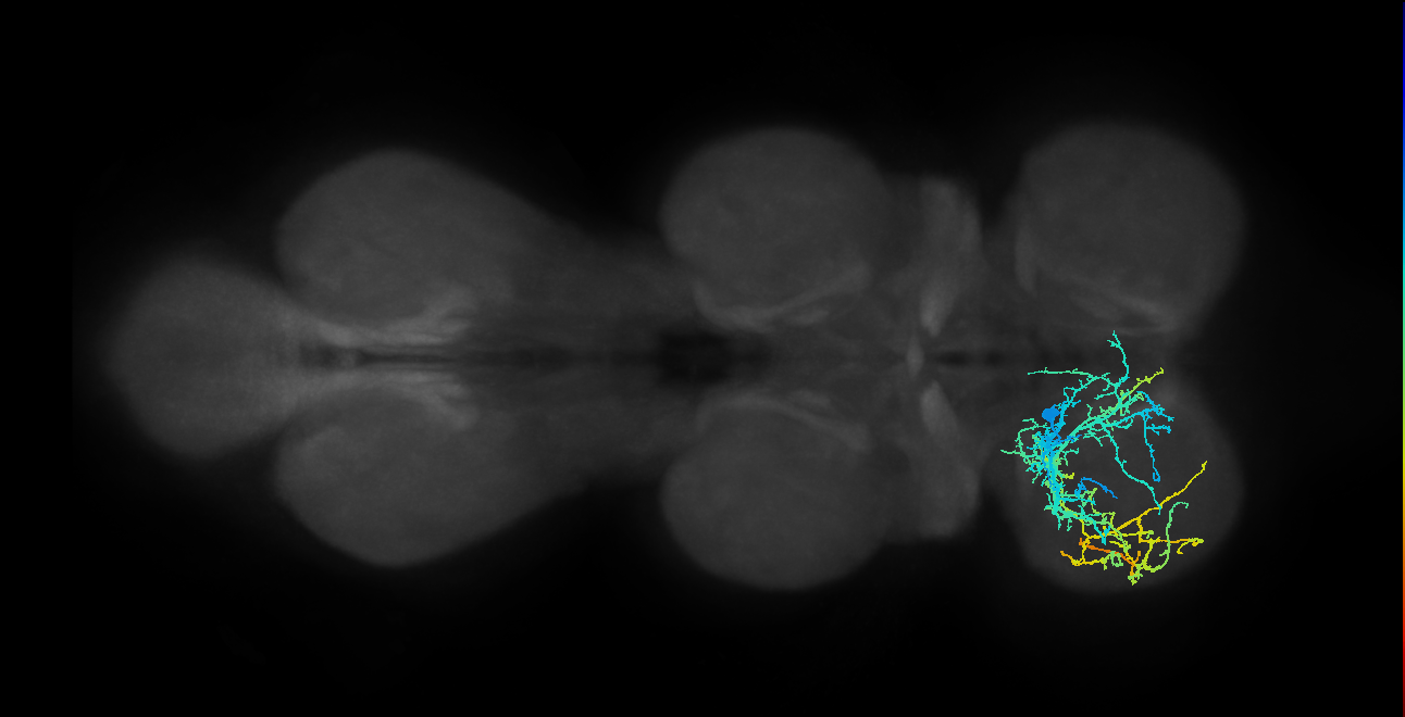 IN04B032_T1_L (MANC:15309)