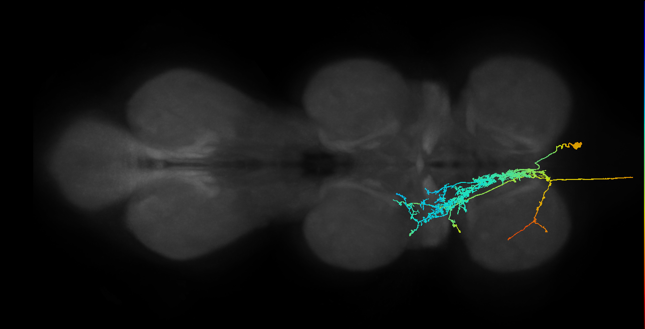 AN09B014_T1_R (MANC:15335)