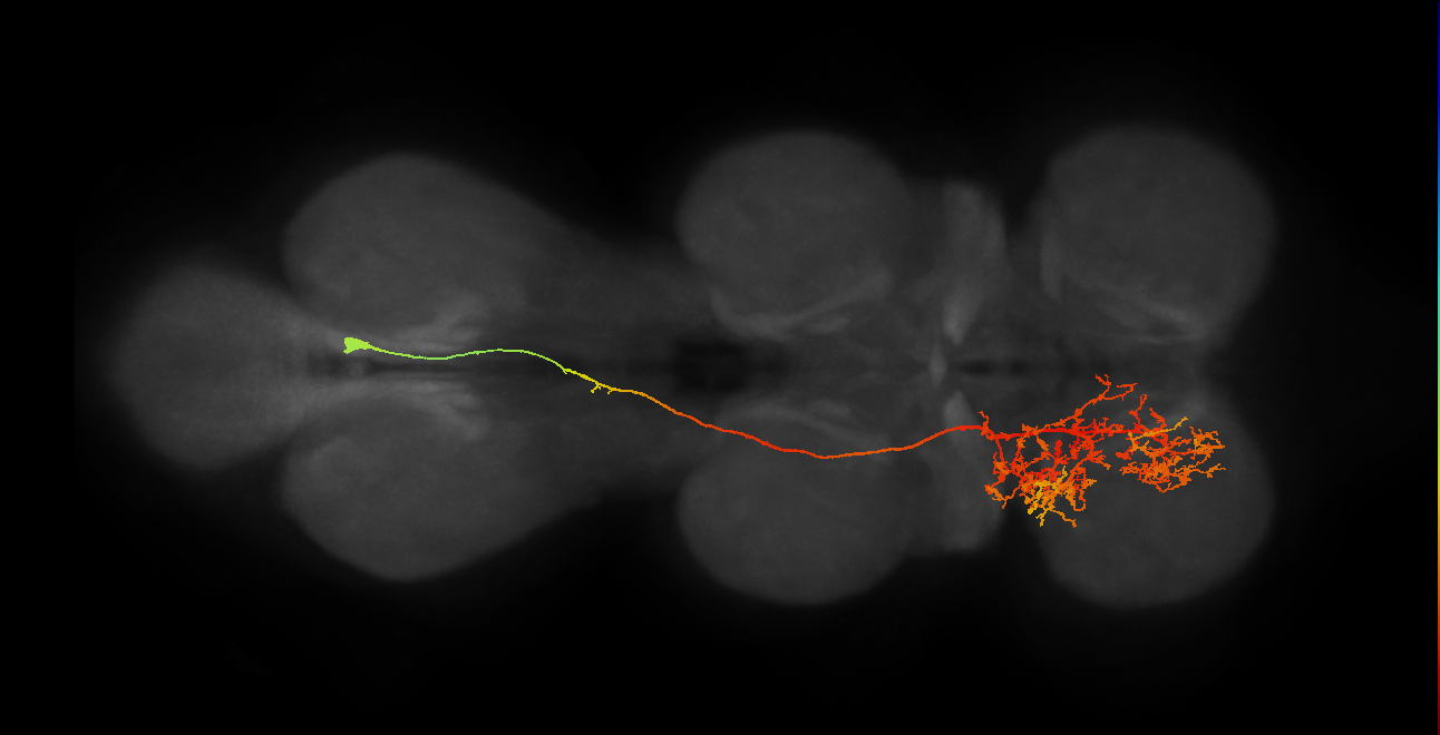 IN06B038_T3_R (MANC:15391)