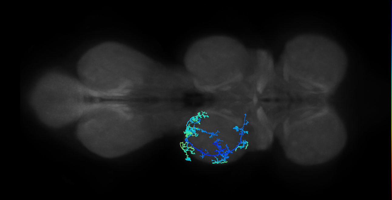 IN19A024_T2_L (MANC:15414)
