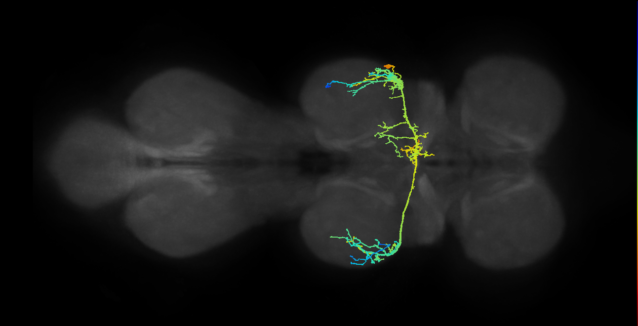 IN18B020_T2_R (MANC:15505)