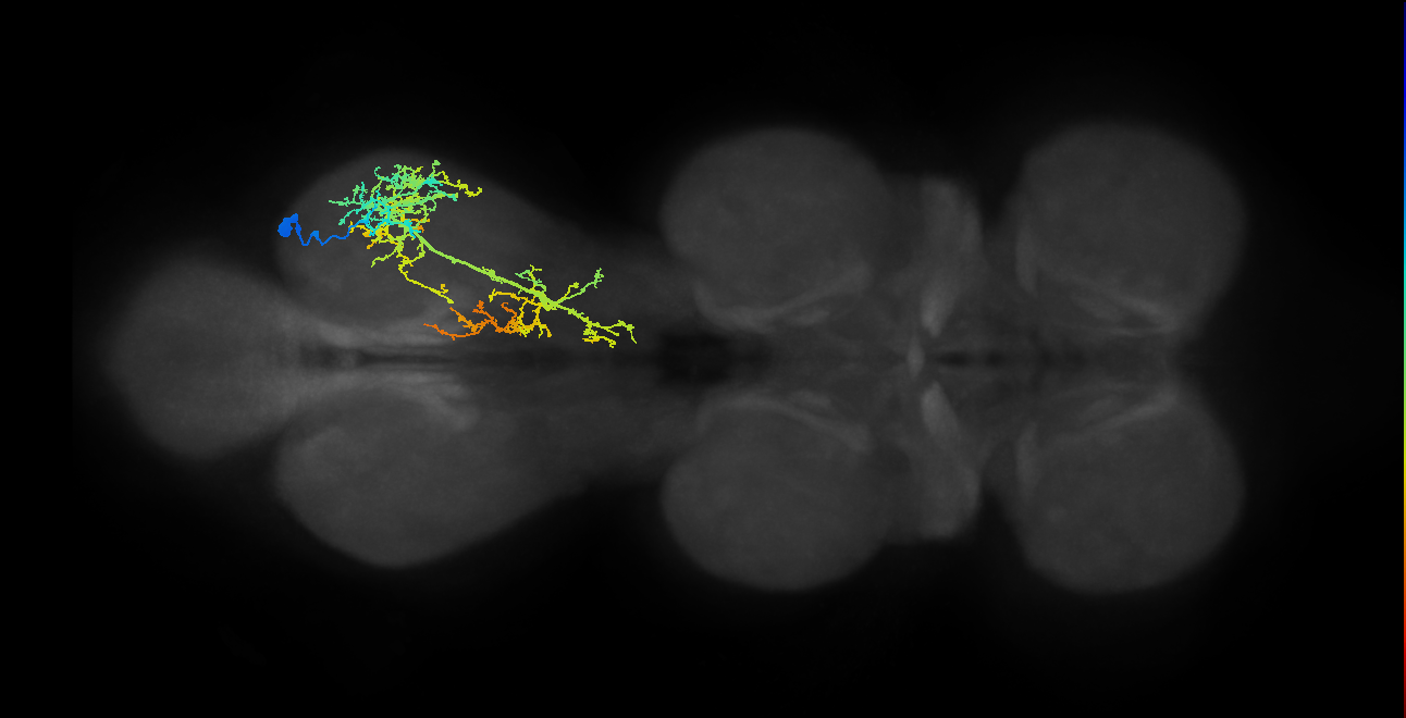 IN13A015_T3_R (MANC:15516)
