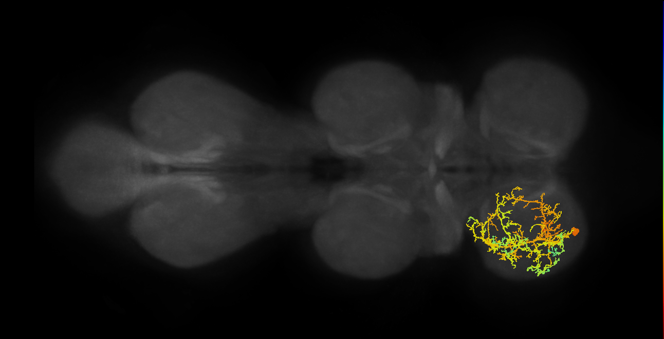 IN17A046_T1_L (MANC:15530)