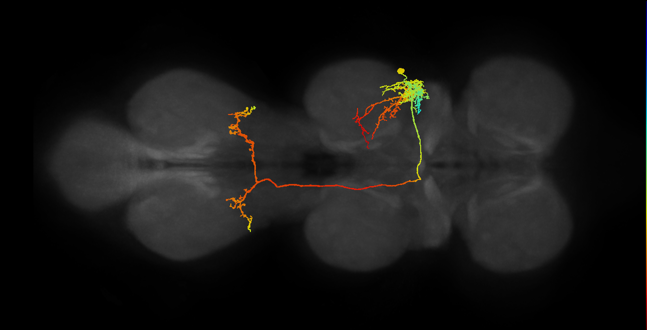 IN18B009_T2_R (MANC:15535)