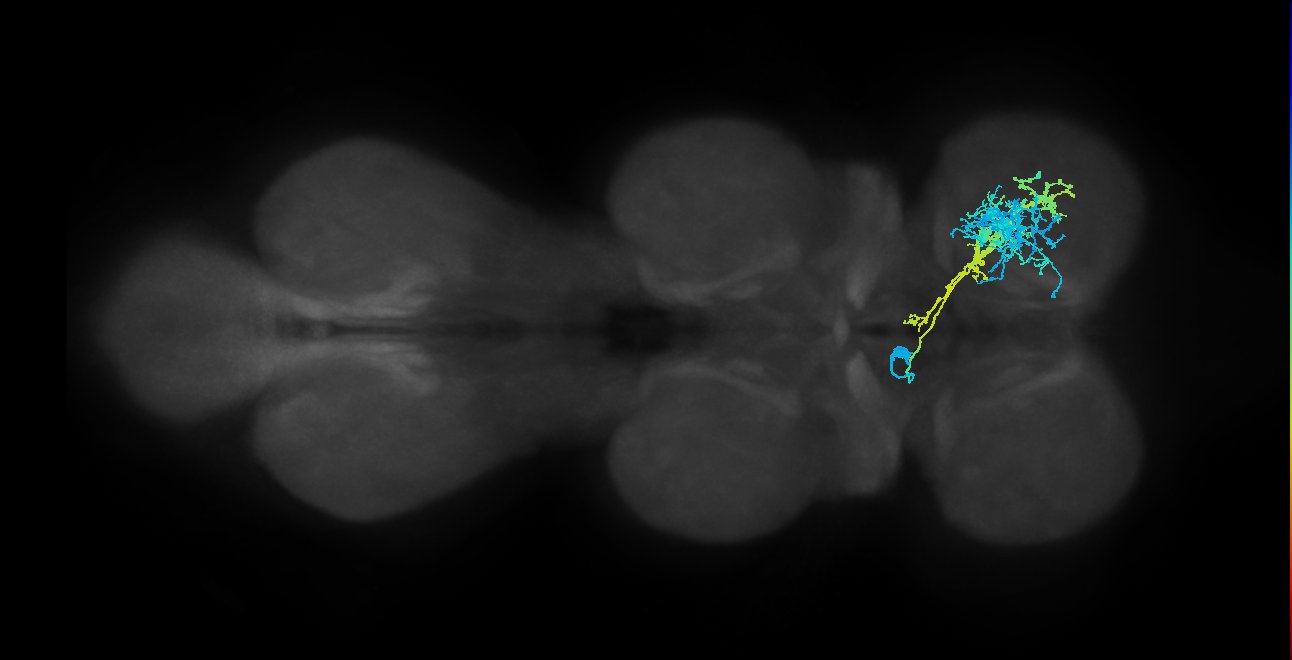 IN12B009_T1_L (MANC:15557)
