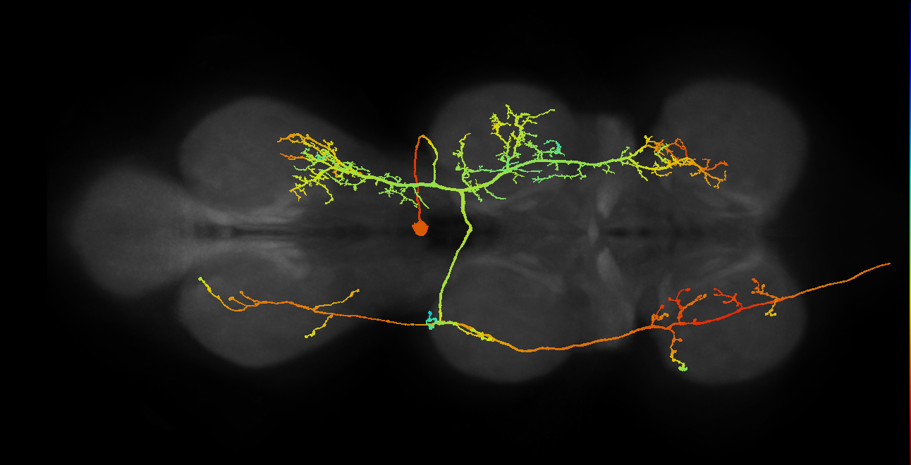 AN19B014_T2_R (MANC:15562)