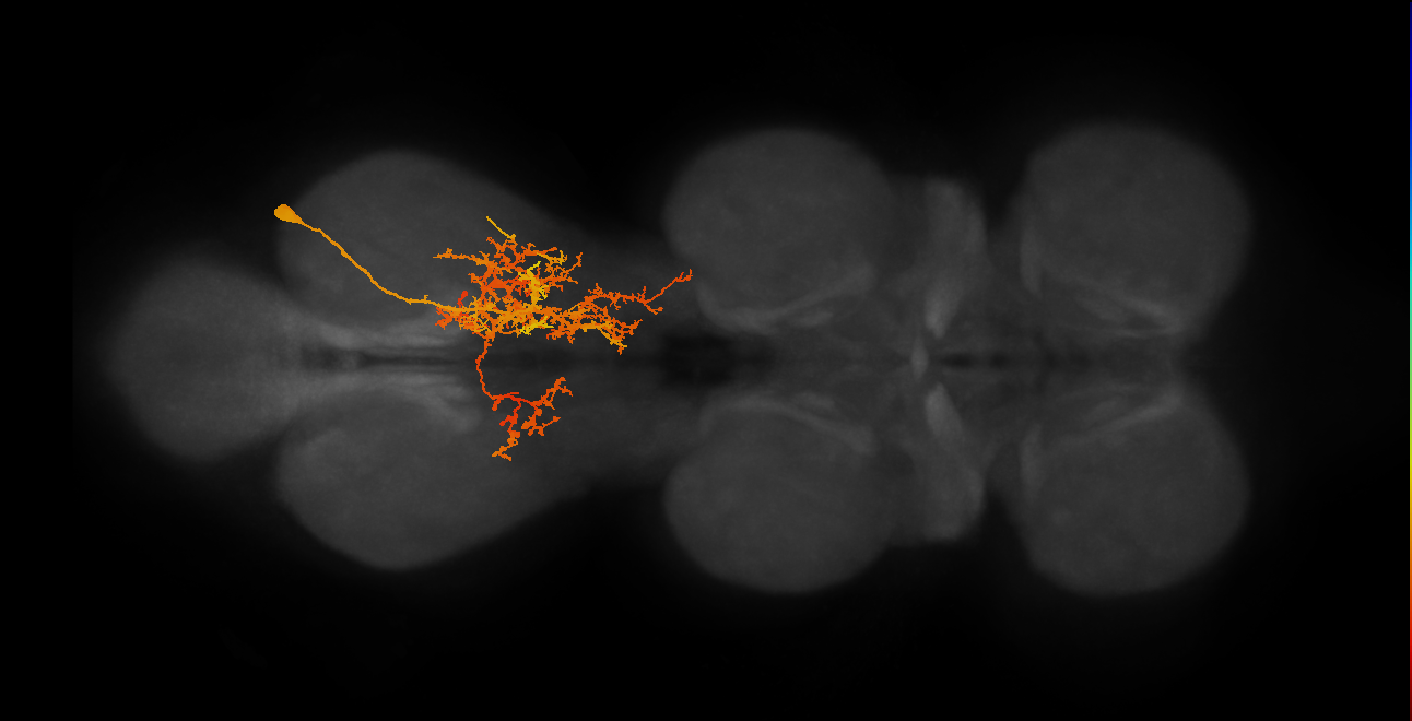 IN06A034_A1_R (MANC:15564)