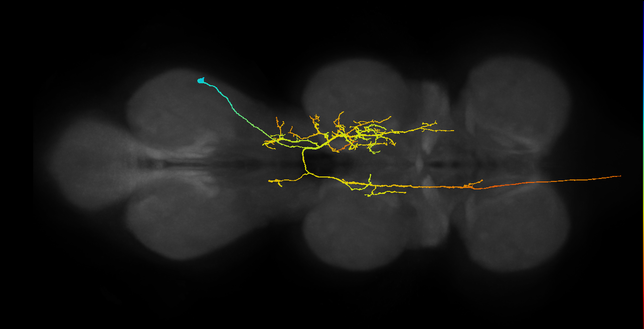 AN08B091_T3_R (MANC:15660)