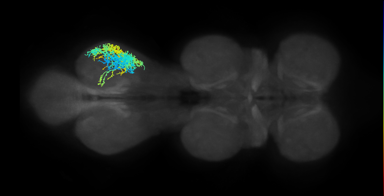 IN17A024_T3_R (MANC:15753)