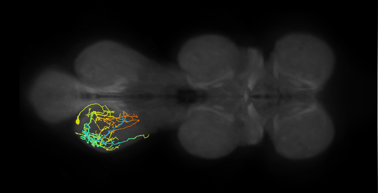 IN03A004_T3_L (MANC:15757)