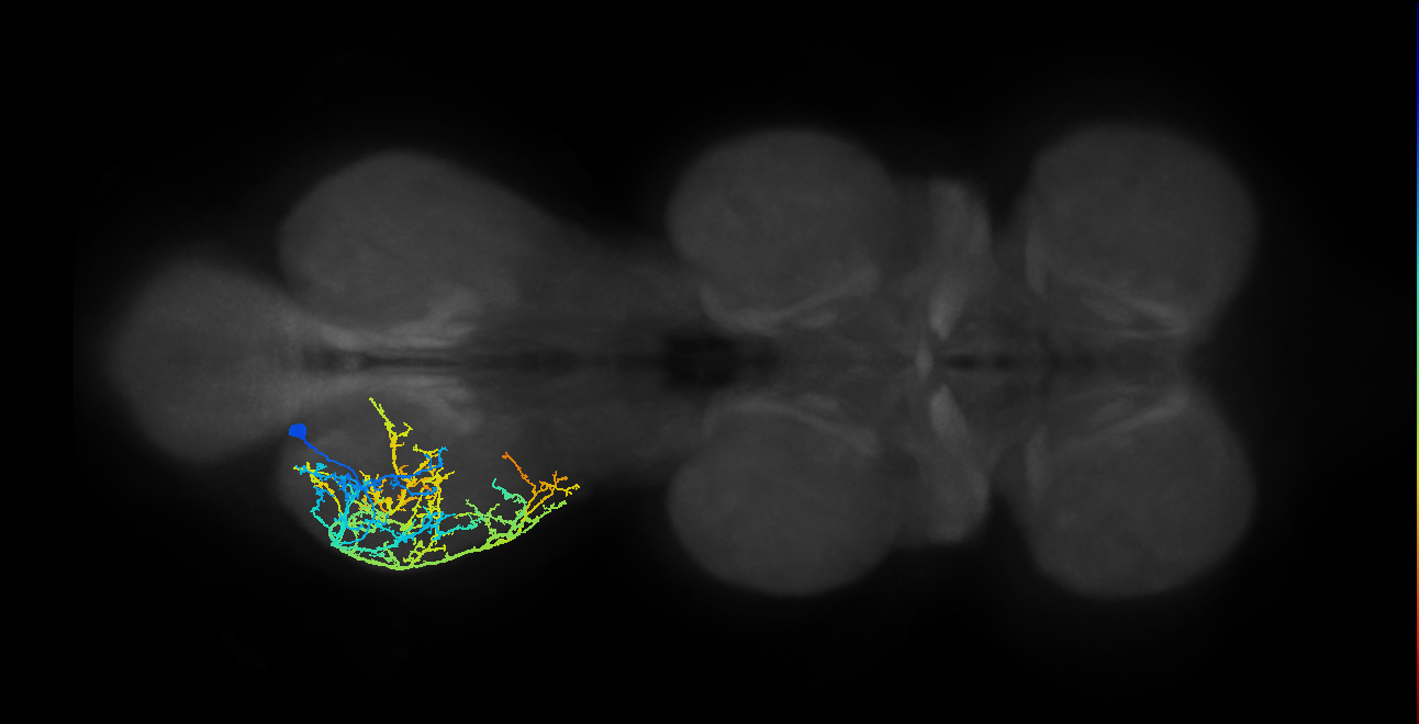 IN13A018_T3_L (MANC:15792)