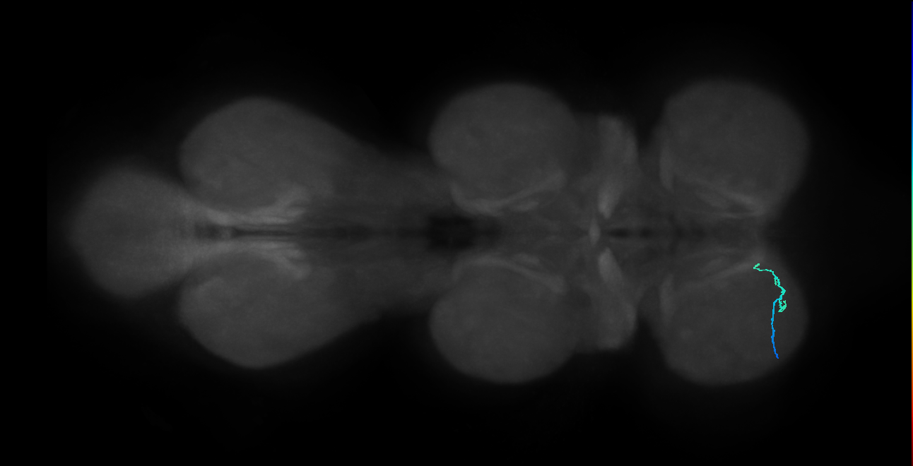 SNtaxx_ProLN_L (MANC:15826)