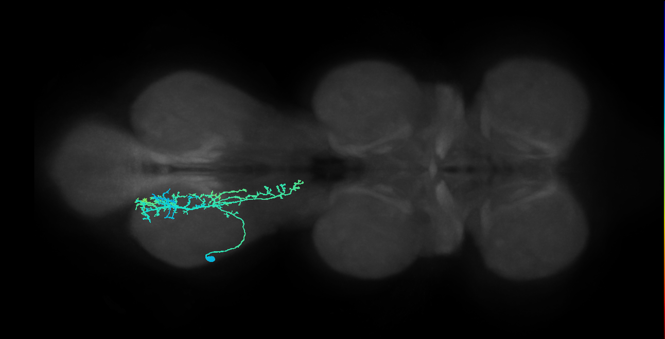 IN09A019_T3_L (MANC:15882)