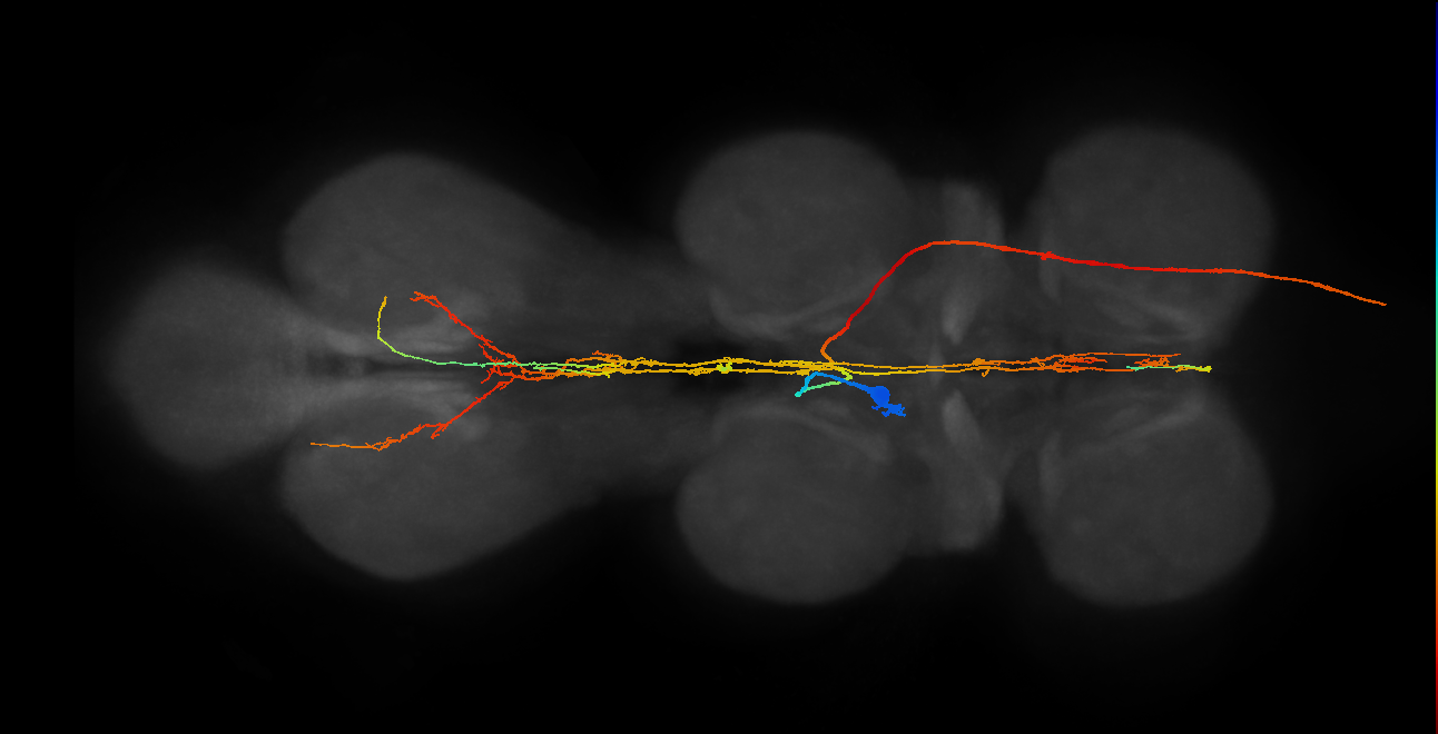 AN27X005_T2_L (MANC:15894)