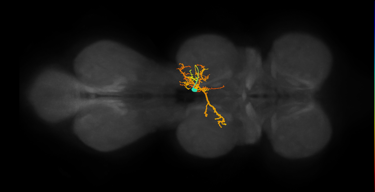 IN06A021_T2_R (MANC:15910)