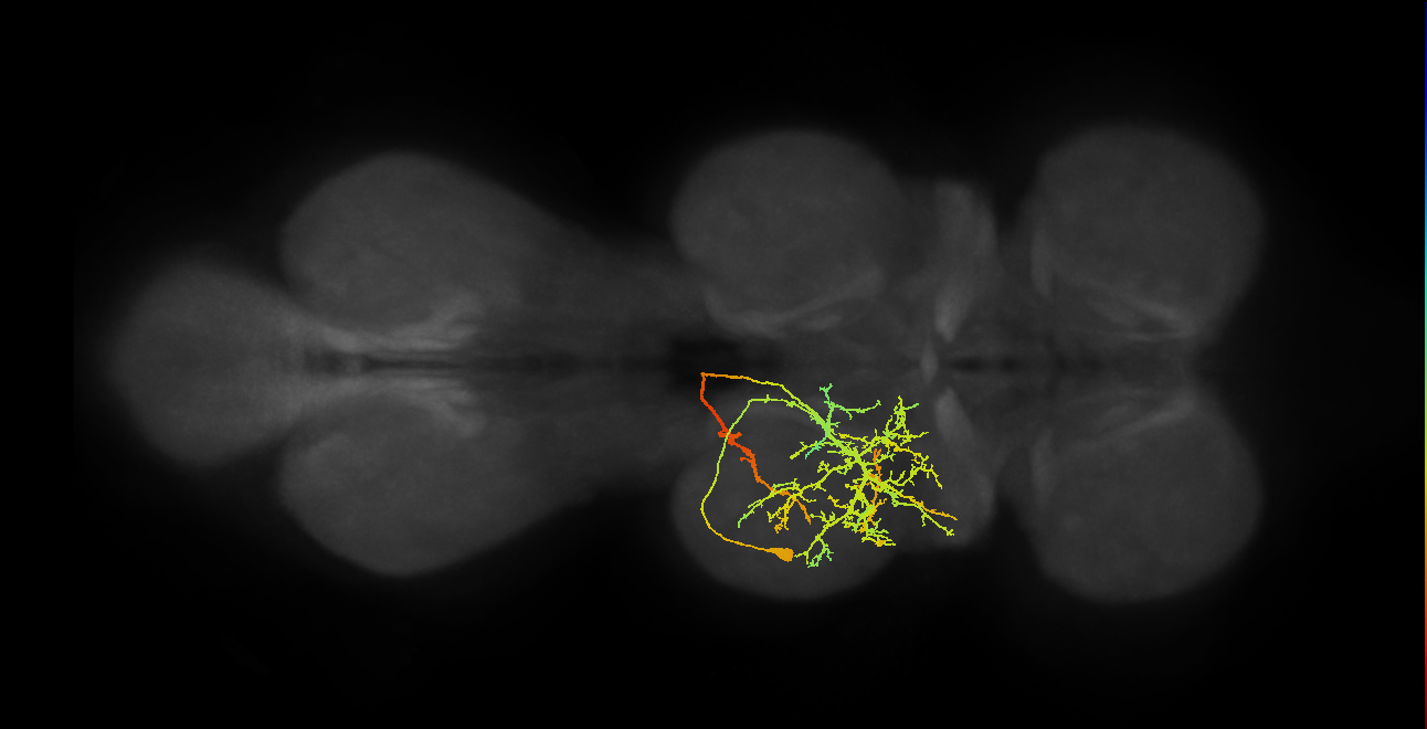 IN11A021_T2_L (MANC:15917)