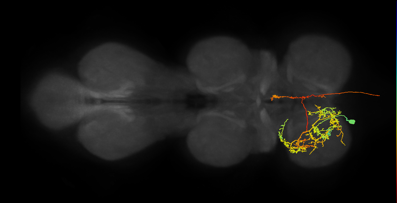 AN14B012_T1_L (MANC:15967)