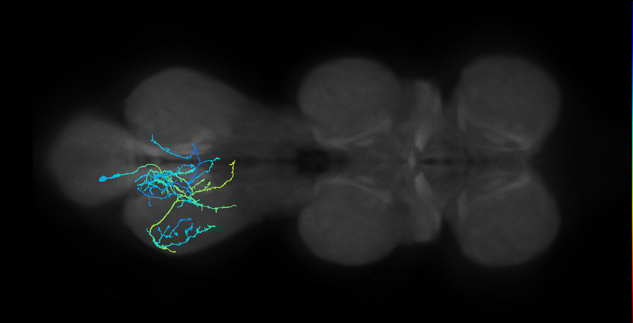 IN04B028_T3_L (MANC:15968)