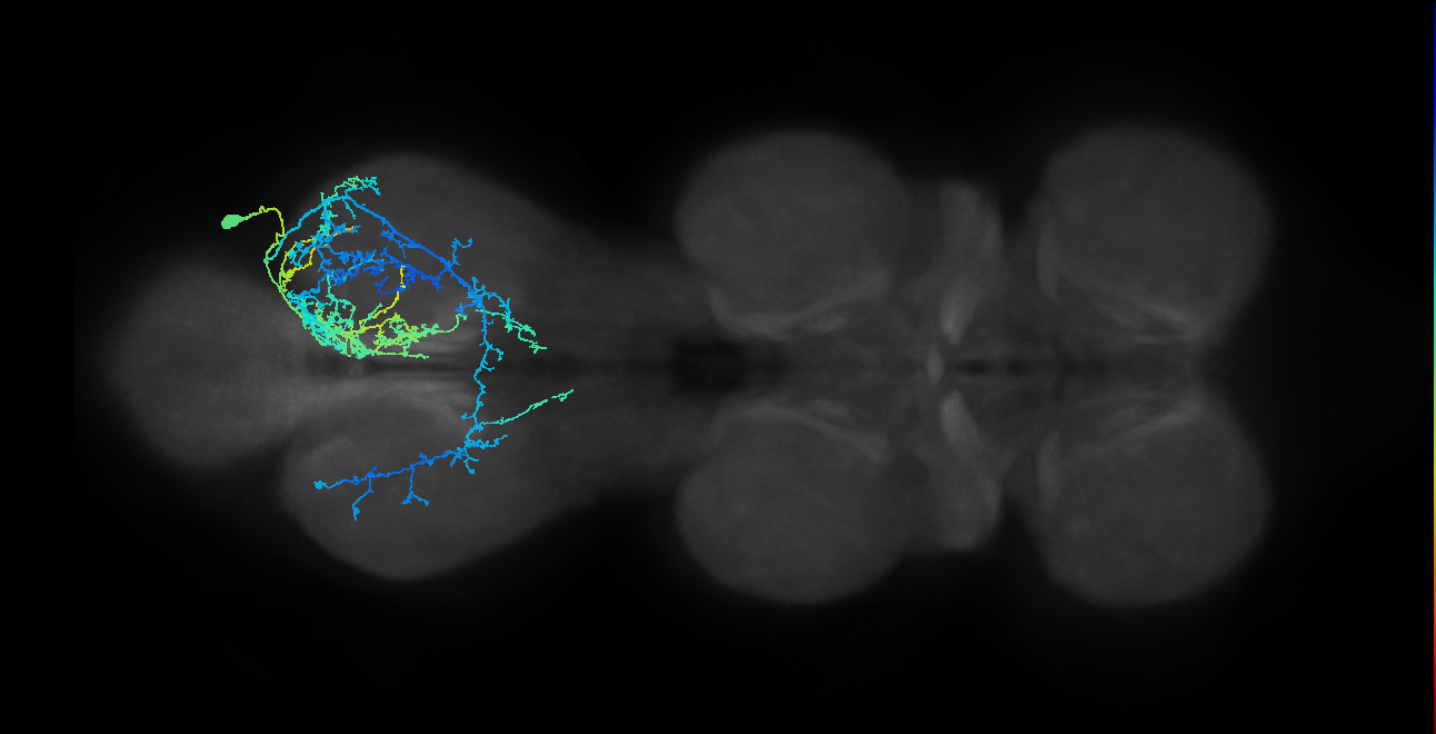 IN19A026_T3_R (MANC:15996)