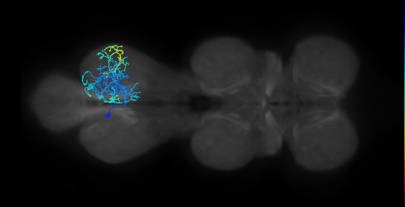 IN13B014_T3_L (MANC:15997)