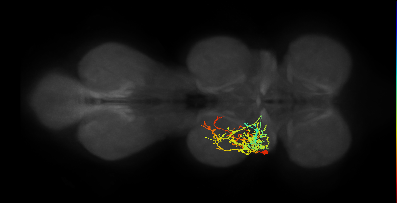 IN17A029_T2_L (MANC:16009)