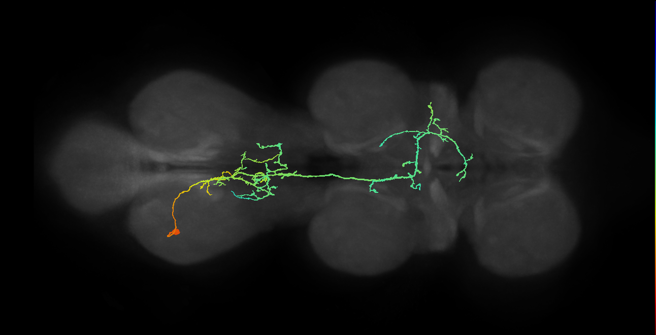 IN12B007_A1_L (MANC:16047)