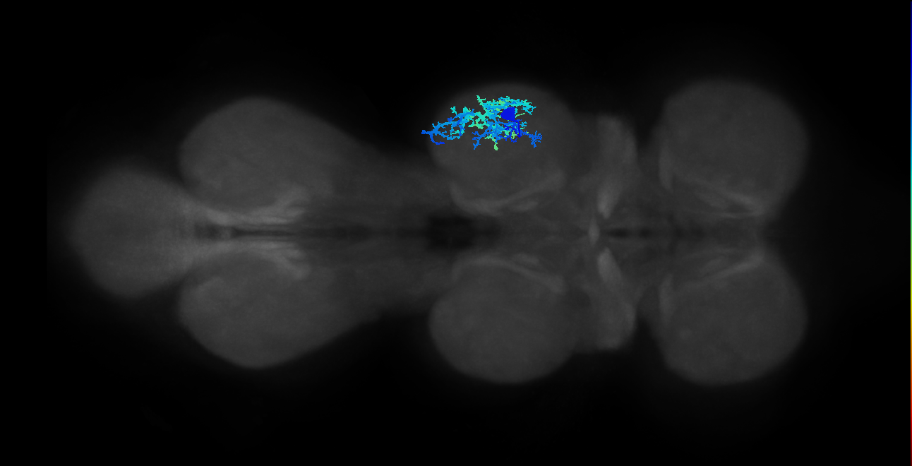 IN13A025_T2_R (MANC:16048)