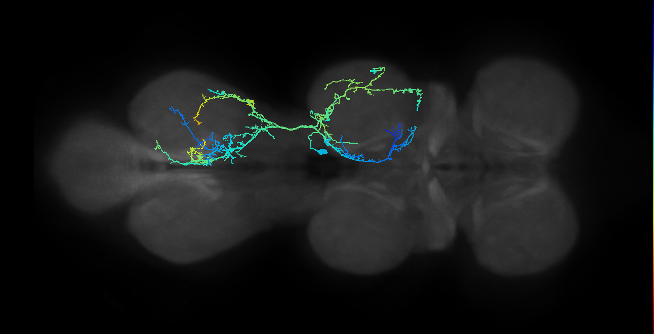 IN03A005_T2_R (MANC:16074)