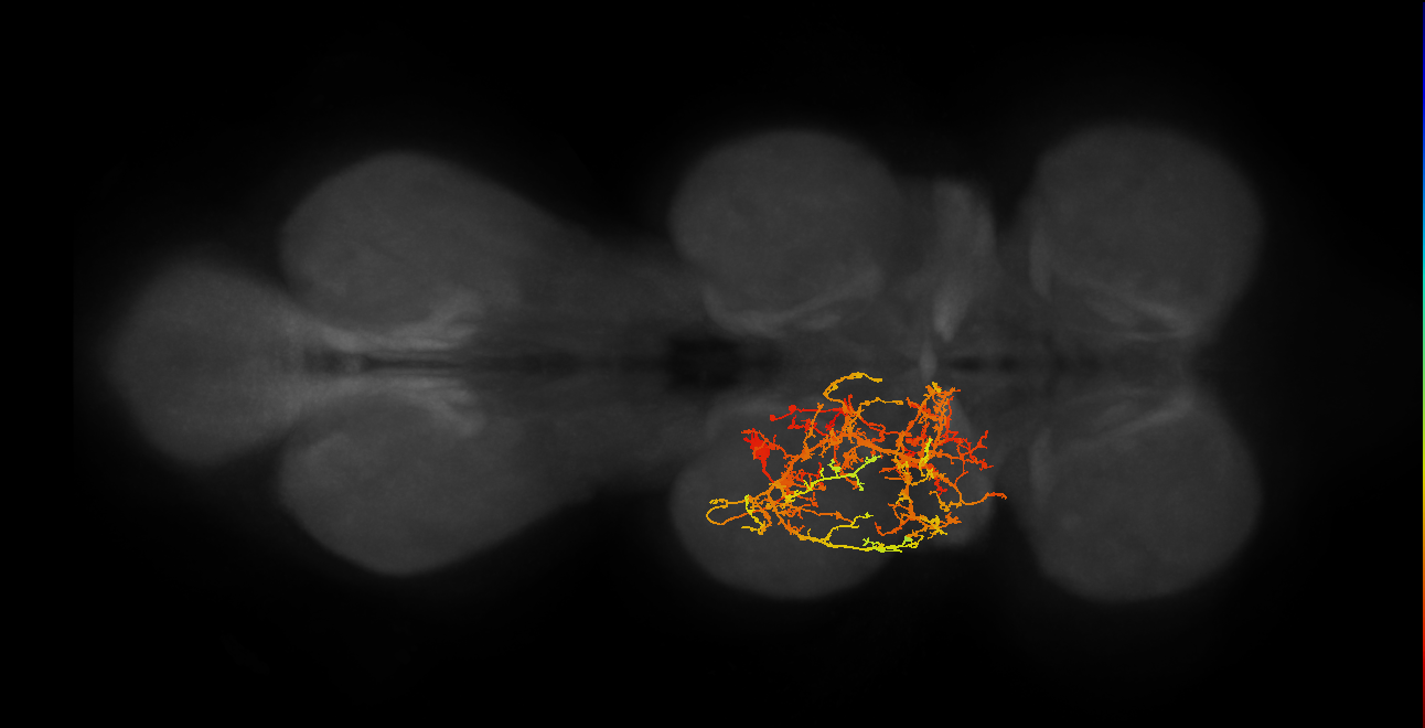 IN11B017_T2_L (MANC:16088)