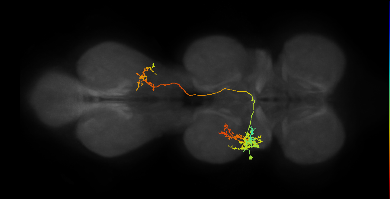 IN18B006_T2_L (MANC:16111)