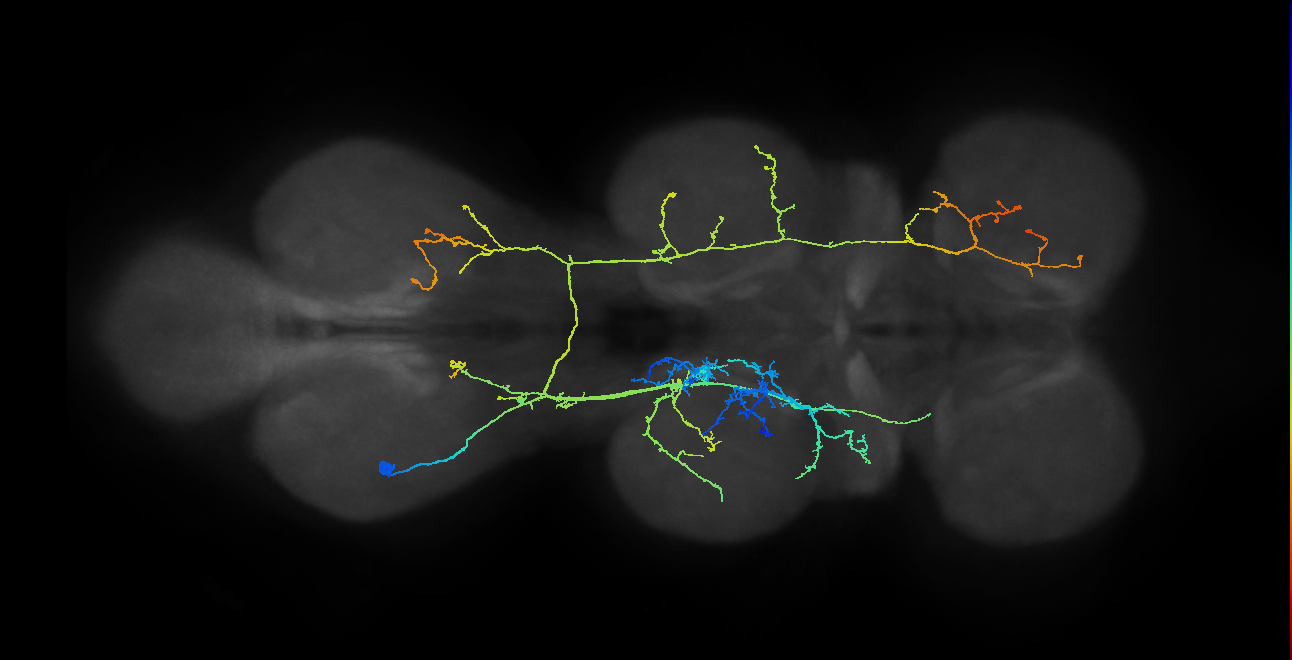 IN08B047_T3_L (MANC:16112)