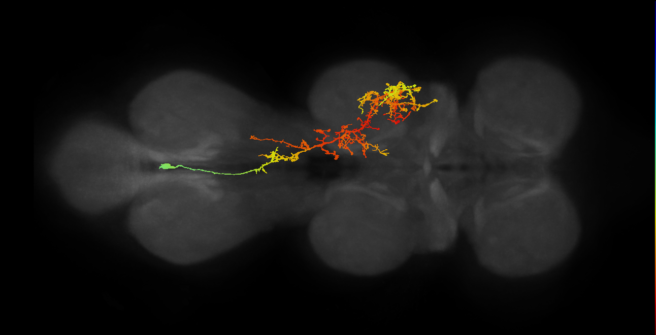 IN06B036_T3_L (MANC:16123)