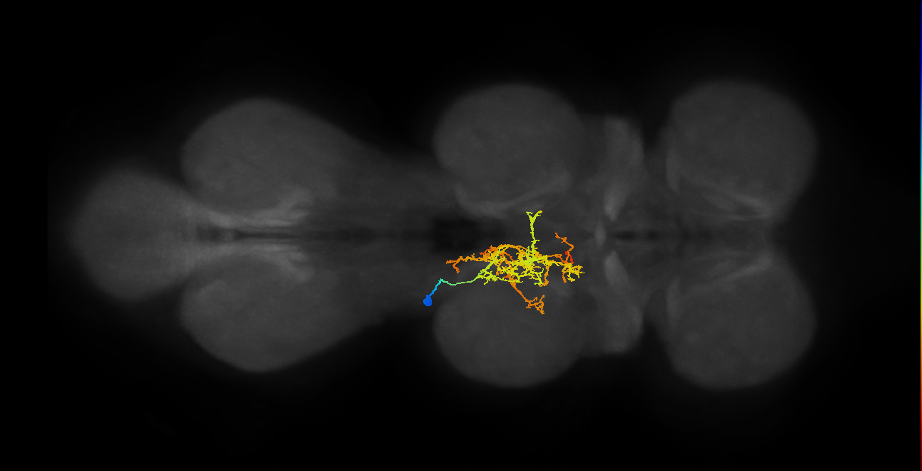 IN12A051_T2_L (MANC:16128)