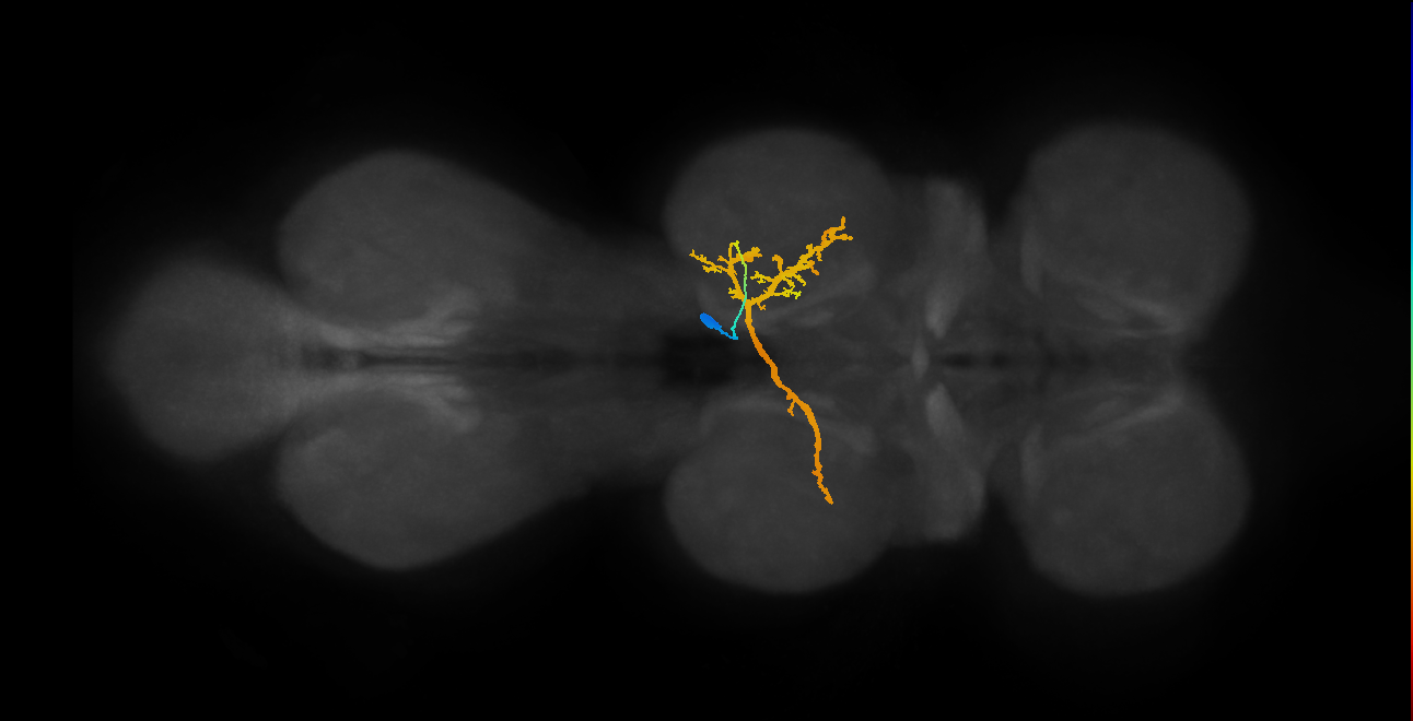 IN06A023_T2_R (MANC:16155)