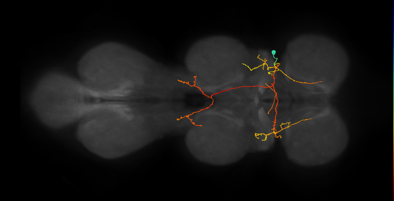 IN12A045_T1_R (MANC:16159)