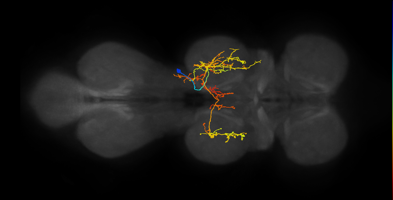 IN06A029_T2_R (MANC:16168)