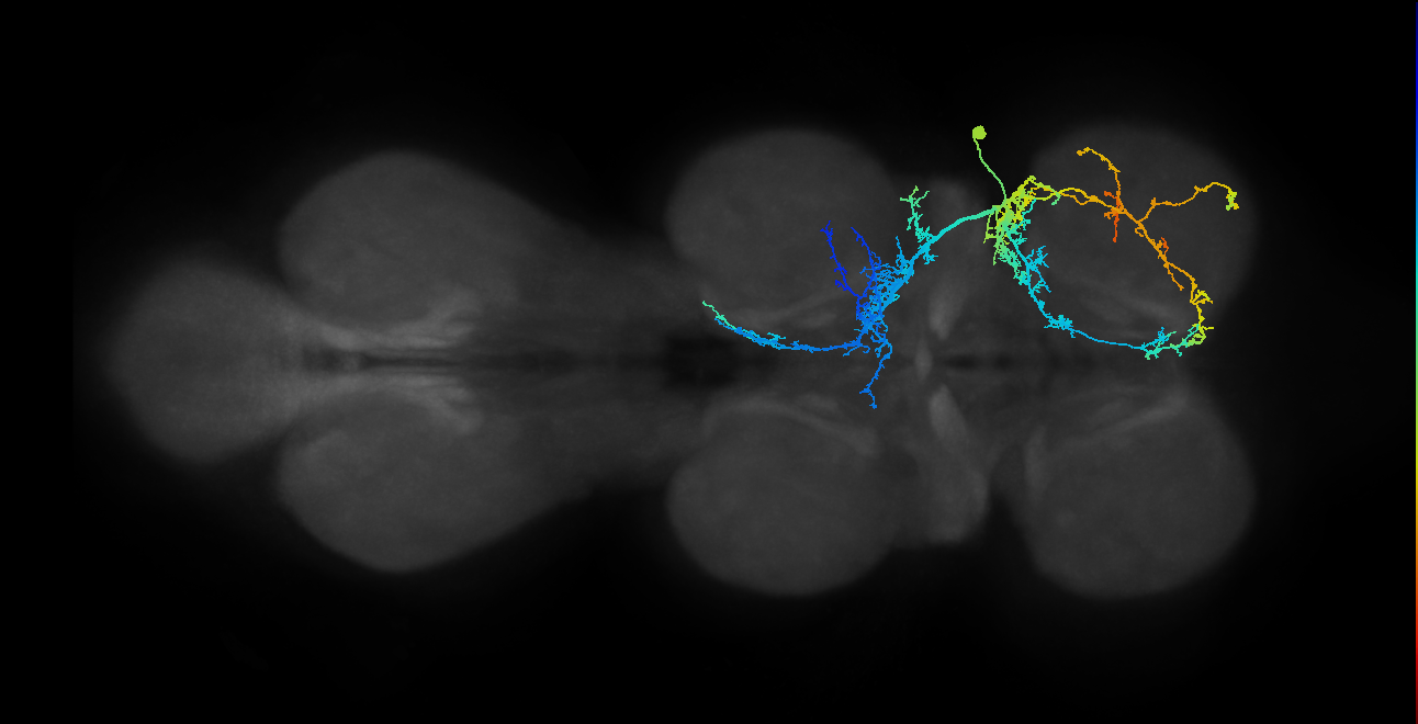 IN03A005_T1_R (MANC:16175)