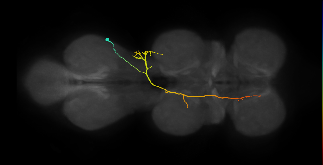 IN08B081_T3_R (MANC:16185)