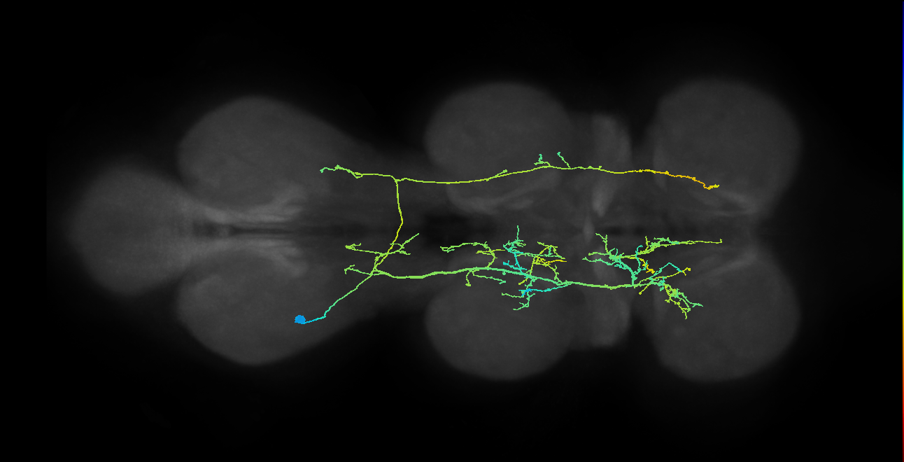 IN08B070_T3_L (MANC:16213)
