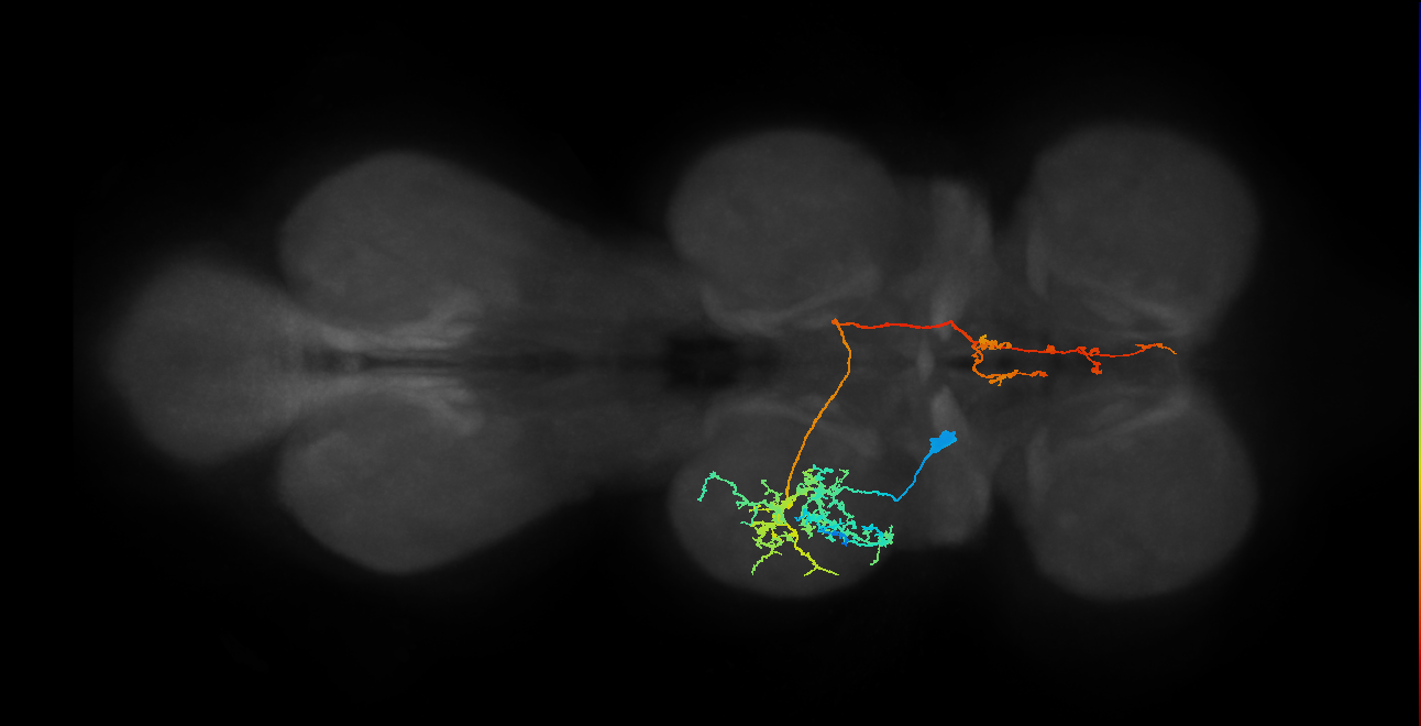 IN14B012_T2_L (MANC:16217)