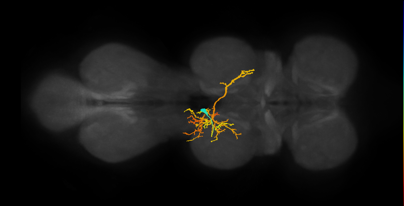 IN06A021_T2_L (MANC:16240)