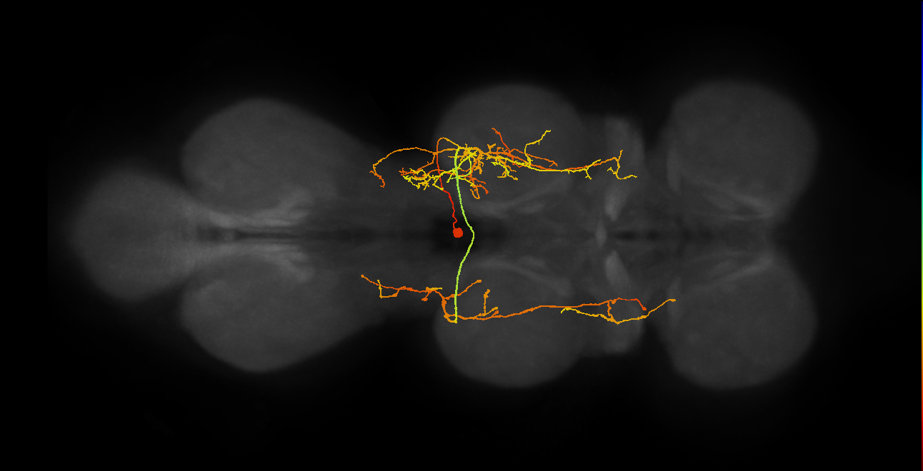 IN19B042_T2_R (MANC:16247)