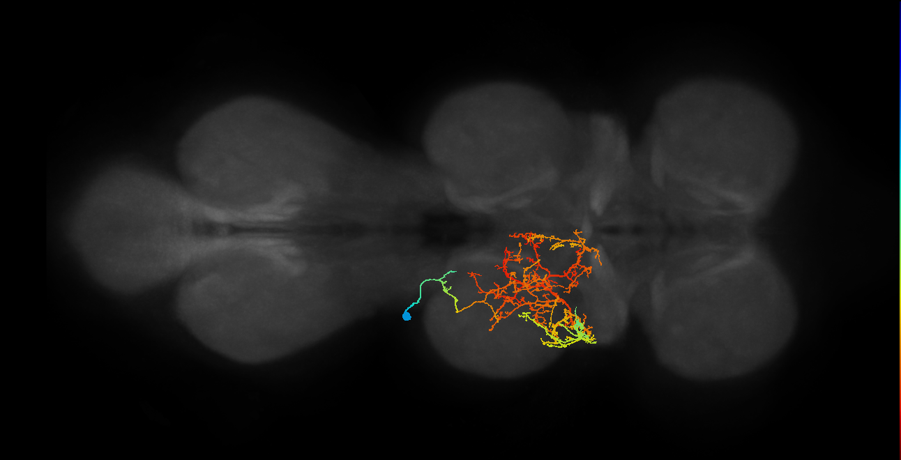 IN03B053_T2_L (MANC:16289)