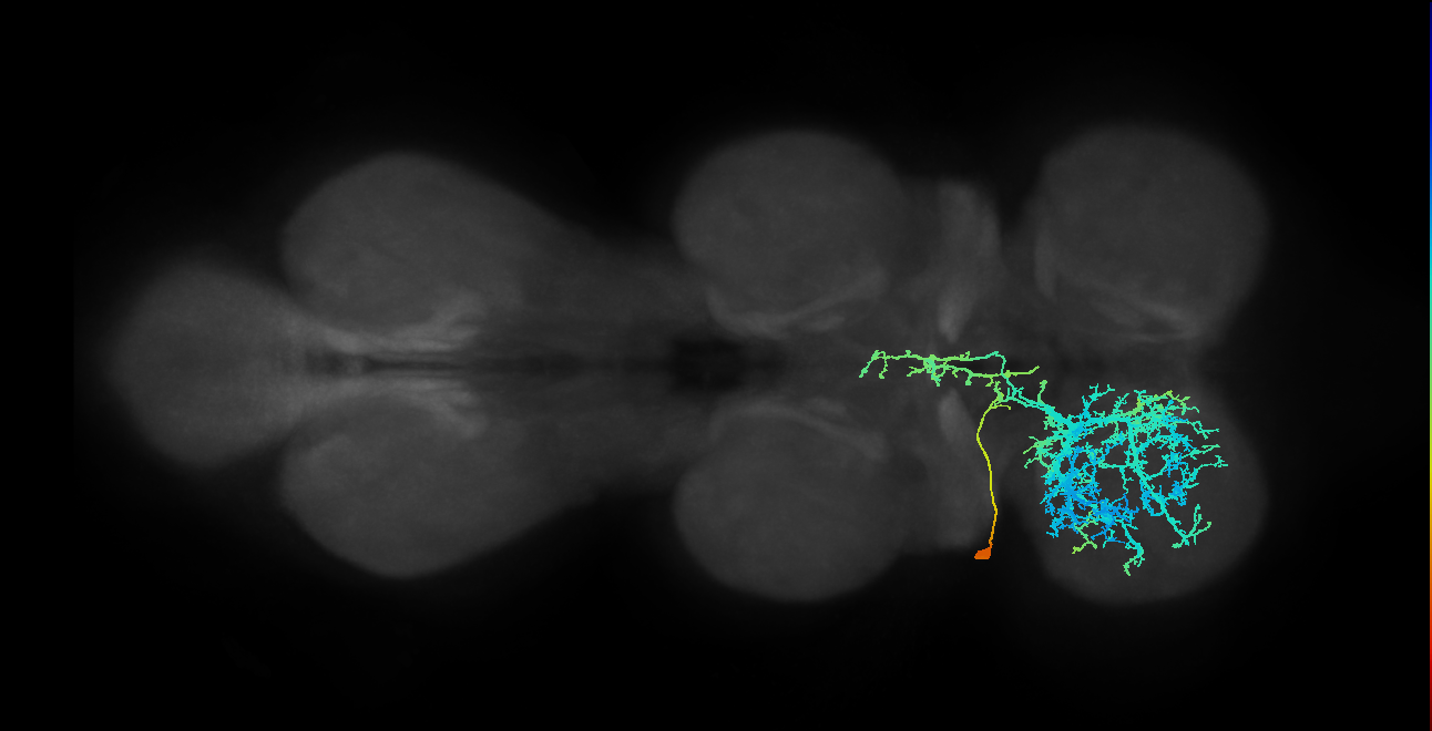 IN23B005_T1_L (MANC:16303)