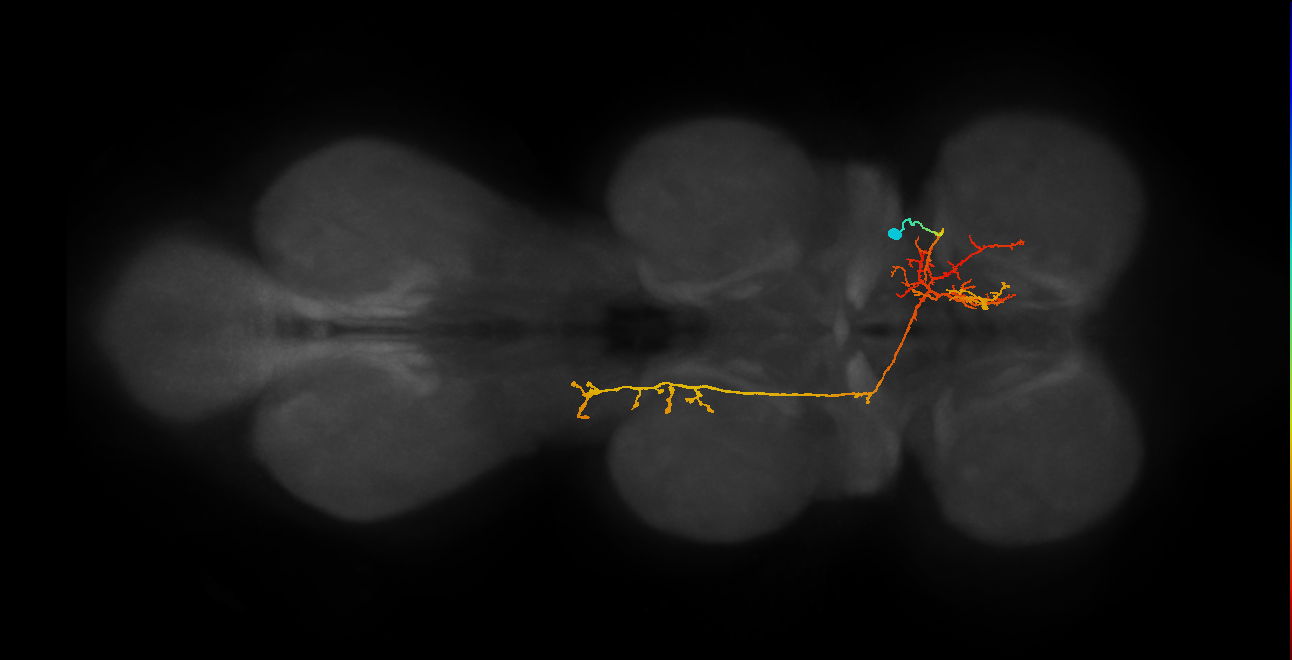 IN06A062_T1_R (MANC:16319)