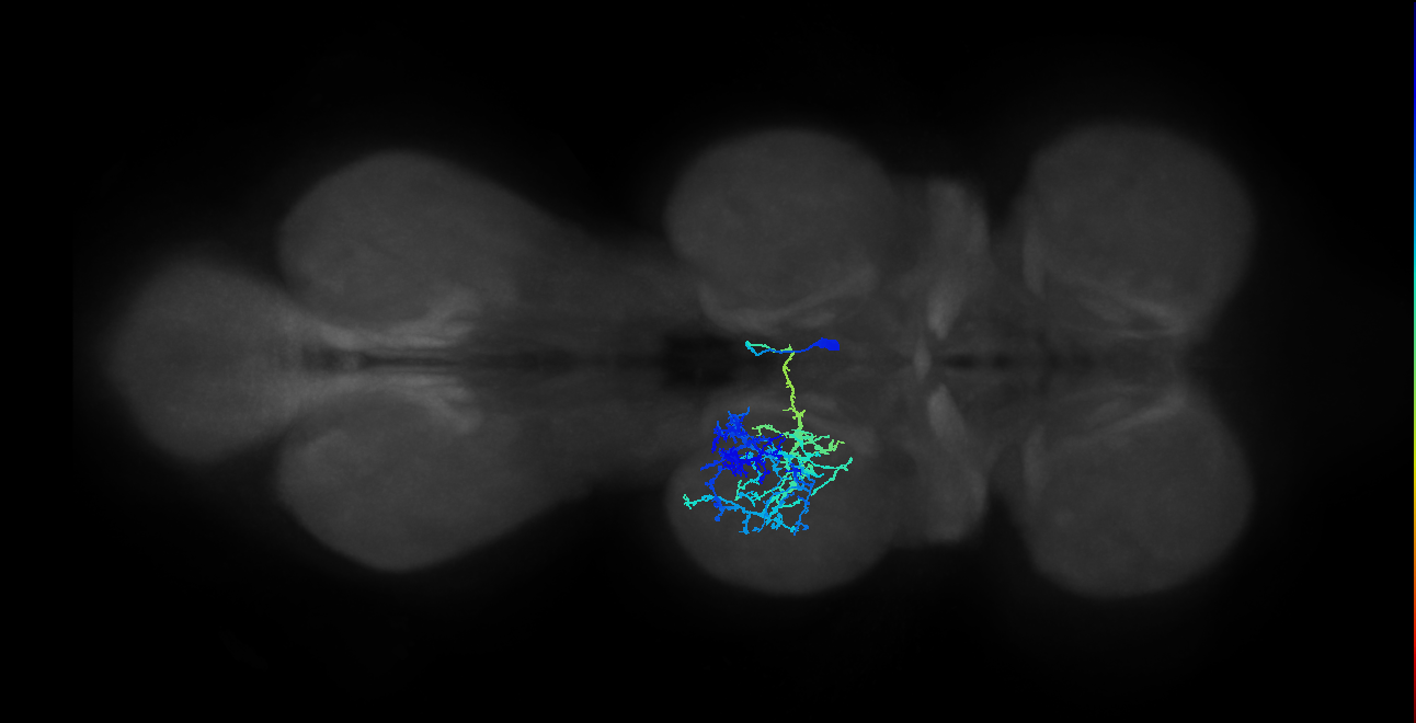 IN12B010_T2_R (MANC:16334)